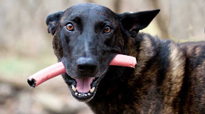 dog with a piece of garden hose in his mouth