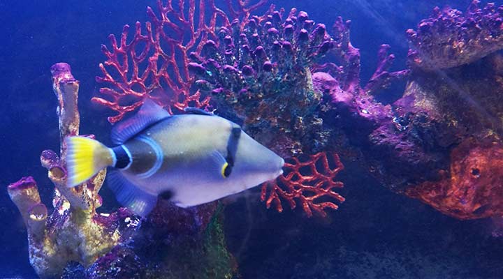 mauritius-triggerfish-burbank-fish-store