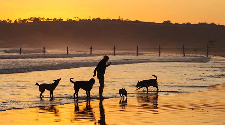 sunset at san diego dog beach as pups play with owner