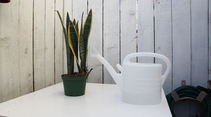watering can with spider plant